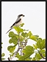 kleine klapekster_MG_9557